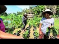 Libreng lugaw mula sa ating sponsor | namitas kami ng gulay sa bukid | Buhay Probinsya | Mindoro