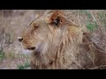 Wildlife Animals Relaxation Film 4K - Peaceful Relaxing Music - 4k Video UltraHD