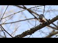 Звуки весеннего леса | Голоса птиц | Март