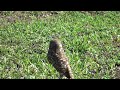 Burrowing Owl