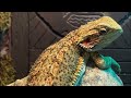 Mesmerizing feeding rituals of chameleons and bearded dragons: lightning-fast devouring of crickets