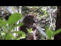 Grey bamboo lemur