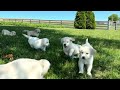 Golden Retriever Puppies Playing