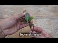 Grow Kalanchoe plant from cuttings - Easy Method