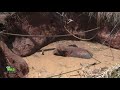 An Elephant Entrapped in well with mud