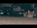 車の下でまったりくつろぐ子猫…。#kitty