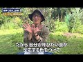 生えてる雑草で土壌診断！肥沃な土を好む雑草とは？