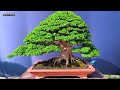 2024 Surabaya President's Cup International Bonsai and Suiseki Exhibition