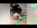 Rescue A Family of Cute Kittens And Their Super Mama Cat