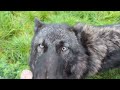 Miyax Lupine Wolfdogs - Once in a lifetime puppies!