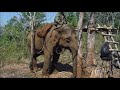 Cambodia _ Elephant