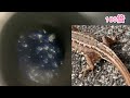 【顕微鏡シリーズ】 爬虫類の皮の構造が衝撃!?