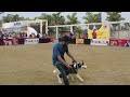 Glimpses of Bhopal Dog Show 2024 #doglover #4k
