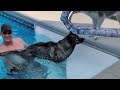 This Puppy is LEAPING Into the Swimming Pool! (What Kind of Dog is he?)