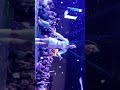 Apink LUV live at houston