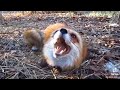 fox scream