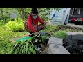 my mom cuts and cleans vegetables like water green or Chinese spinach