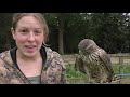 Falconry Diary | Cloud the Goshawk | Part 2