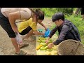 Poor girl and homeless guy harvest cucumbers to sell | Lý Văn Chiêu