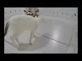 😆 When Cats Are So Silly 😹 I will die laughing 🤣 Funniest Animals 2024 🐕🐈