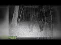 The Clearest Bigfoot Photographs That You Have Never Seen Before