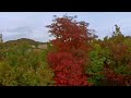 Cinematic 360 VR Chasing leaf