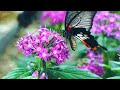 Beautiful relaxing music • Calm piano music 🌿 Calming music for nerves