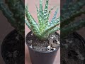 Aloe humilis #aloe #shortsvideo #plants #succulent