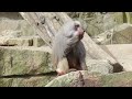 Paviane beim Fressen   Hungry Baboons    Funny Animals