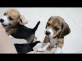 Beagle Pups Sit Down for a Treat!