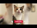 12 Minutes of Funny Cat Videos - EP 144