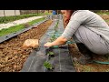 Transplanting strawberries under agrotextile, March 2024