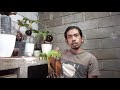 Tips Mudah....!!! Membuat Bonsai Kelapa Pecah Daun