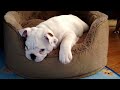 Candy the English bulldog puppy plays by herself.  Probably the cutest 1:32 you'll see today.