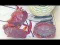 Westport Marina Crabbing