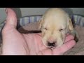 Witness the Magical Moment: Labrador Retriever Puppies' Eyes Unveiled