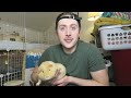 Daily Guinea Pig Vlog 🐽 Cage Cleaning & Haul!