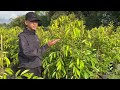 BIBIT DURIAN OCHE 1,5 meter || Stok Terbaru