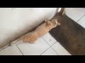 KUCING TIDUR PULES DI RUMAH MAKAN