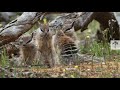 Numbats | Amazing Facts about Kangaroos' Unknown Cousins