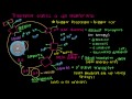 How do things move across a cell membrane? | Cells | MCAT | Khan Academy