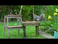 Birds for Cats to Watch 😸 Cat TV & Cat Games 🕊️ Bird & Squirrel Videos for Cats & Dogs (4K HDR)