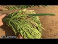 how to grow wet rice from store bought rice VN Gardener