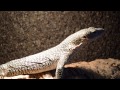 Varanus Indicus monitor lizard feeding / Nikon D3200 test