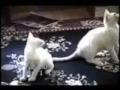 Funny Cats 2016