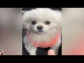 Part 14😹🐶 Funniest Video Of The Week About Dogs and Cats 🤣 - Best Funny Animal Videos Of 2024 😆