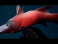 CATALINA ISLAND SPEARFISHING Ep5 SHARK AND BLACK SEABASS