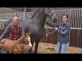 Orphan foal meets foster mother Queen👑Uniek. I've never seen this before! Amazing! | Friesian Horses