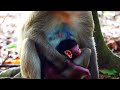 Great.! Mother Amara Starts Teaching Newborn Baby Monkey To Walk But Still Not Good | Primate Life