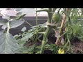 Раннее высаживание рассады томатов на Карельском перешейке часть 2
